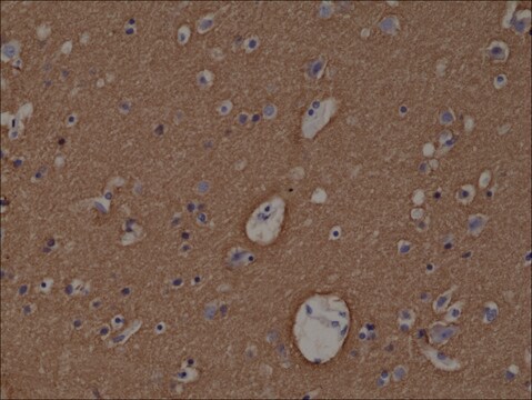 Anti-Syntaxin-1A antibody, Rabbit monoclonal recombinant, expressed in HEK 293 cells, clone RM367, purified immunoglobulin