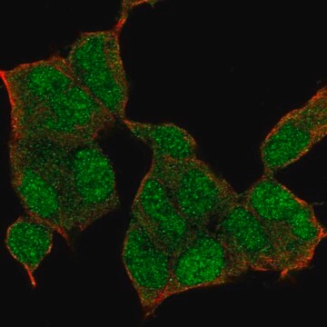 Anti-NSD1 antibody produced in rabbit Prestige Antibodies&#174; Powered by Atlas Antibodies, affinity isolated antibody