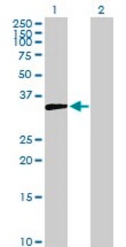 Anti-AKR1D1 antibody produced in rabbit purified immunoglobulin, buffered aqueous solution