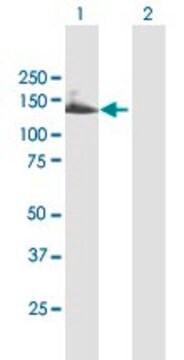 Anti-TTC18 antibody produced in mouse purified immunoglobulin, buffered aqueous solution