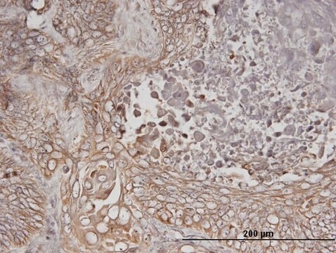 Monoclonal Anti-ERBB3 antibody produced in mouse clone 2E9, purified immunoglobulin, buffered aqueous solution