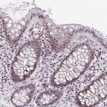 Anti-PLPPR3 antibody produced in rabbit Prestige Antibodies&#174; Powered by Atlas Antibodies, affinity isolated antibody, buffered aqueous glycerol solution