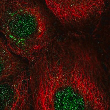 Anti-CCNJ antibody produced in rabbit Prestige Antibodies&#174; Powered by Atlas Antibodies, affinity isolated antibody