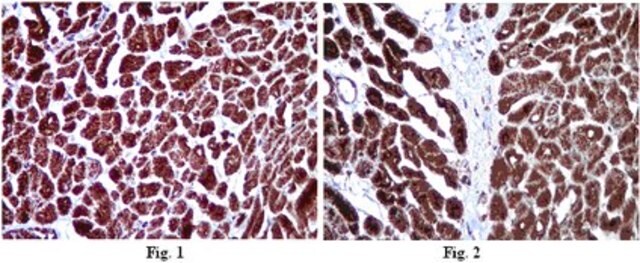 Anti-COX4 Antibody from rabbit, purified by affinity chromatography