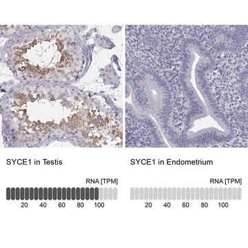 Anti-SYCE1 antibody produced in rabbit Prestige Antibodies&#174; Powered by Atlas Antibodies, affinity isolated antibody, buffered aqueous glycerol solution