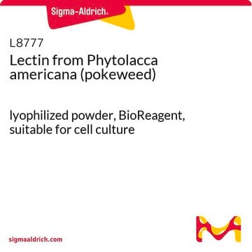 Lectine de Phytolacca americana (phytolaque) lyophilized powder, BioReagent, suitable for cell culture