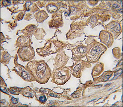 Anti-SIGLEC11 (C-term) antibody produced in rabbit IgG fraction of antiserum, buffered aqueous solution