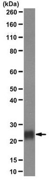 Anti-Plet-1 (Placenta-expressed transcript 1 protein) Antibody, clone 1D4 clone 1D4, from rat