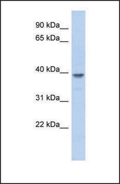 Anti-MED8 antibody produced in rabbit affinity isolated antibody