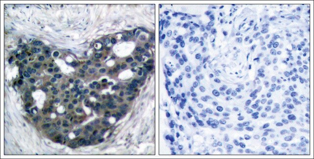 Anti-DOK2 (Ab-299) antibody produced in rabbit affinity isolated antibody