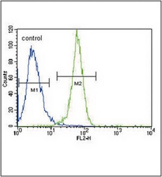 Anti-PGK1 Antibody (Center) from rabbit