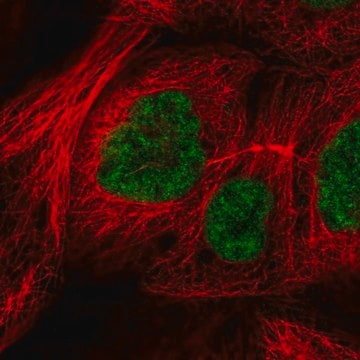 Anti-RSRC2 antibody produced in rabbit Prestige Antibodies&#174; Powered by Atlas Antibodies, affinity isolated antibody