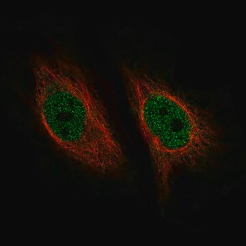 Monoclonal Anti-ZNF10 antibody produced in mouse Prestige Antibodies&#174; Powered by Atlas Antibodies, clone CL9747, purified immunoglobulin, buffered aqueous glycerol solution