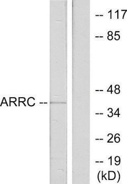 Anti-ARRC antibody produced in rabbit affinity isolated antibody