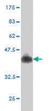 Monoclonal Anti-PRSS7 antibody produced in mouse clone 3F8, purified immunoglobulin, buffered aqueous solution