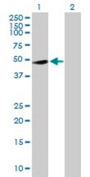 Anti-RASSF8 antibody produced in rabbit purified immunoglobulin, buffered aqueous solution