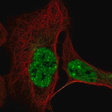 Anti-CCDC188 antibody produced in rabbit Prestige Antibodies&#174; Powered by Atlas Antibodies, affinity isolated antibody