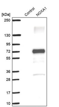 Anti-NOXA1 antibody produced in rabbit Prestige Antibodies&#174; Powered by Atlas Antibodies, affinity isolated antibody, buffered aqueous glycerol solution