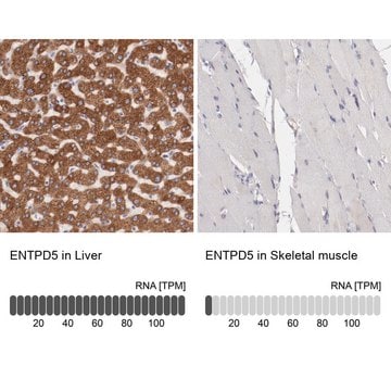 Anti-ENTPD5 antibody produced in rabbit Prestige Antibodies&#174; Powered by Atlas Antibodies, affinity isolated antibody, buffered aqueous glycerol solution