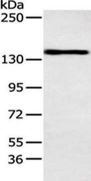 Anti-POLA1 affinity isolated antibody