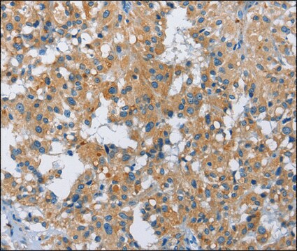 Anti-FGF9 antibody produced in rabbit affinity isolated antibody