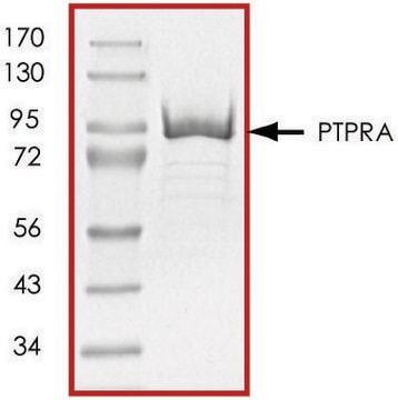 PTPRA (174-802), active, GST tagged human recombinant, expressed in E. coli, &#8805;70% (SDS-PAGE), buffered aqueous glycerol solution