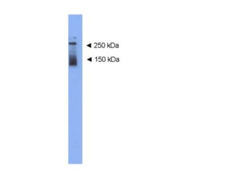 Anti-Dardarin Antibody serum, Chemicon&#174;