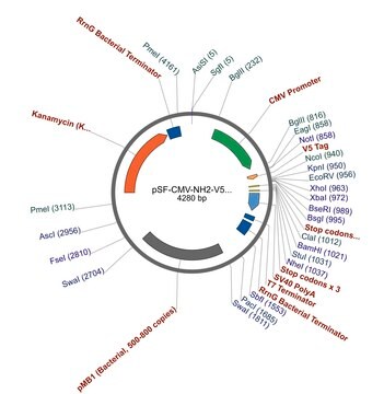 PSF-CMV-NH2-V5-EKT-NCOI - N-TERMINAL V5 TAG PLASMID plasmid vector for molecular cloning