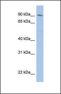 Anti-LRRC33 antibody produced in rabbit affinity isolated antibody