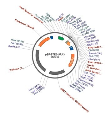 PSF-STE5-URA3 - WEAK PROMOTER YEAST PLASMID plasmid vector for molecular cloning