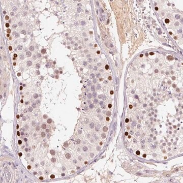 Anti-DPPA4 antibody produced in rabbit Prestige Antibodies&#174; Powered by Atlas Antibodies, affinity isolated antibody, buffered aqueous glycerol solution