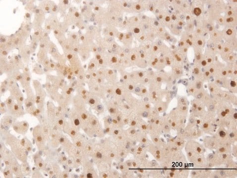 ANTI-SMAD6 antibody produced in mouse clone 1G2, purified immunoglobulin, buffered aqueous solution