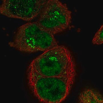 Anti-SART1 antibody produced in rabbit Prestige Antibodies&#174; Powered by Atlas Antibodies, affinity isolated antibody, buffered aqueous glycerol solution, ab3