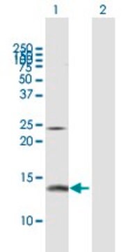 Anti-PFN2 antibody produced in rabbit purified immunoglobulin, buffered aqueous solution