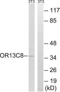 Anti-OR13C8, C-Terminal antibody produced in rabbit affinity isolated antibody