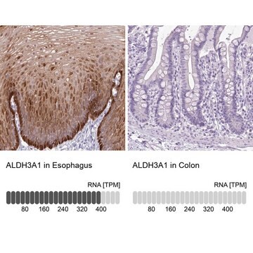 Anti-ALDH3A1 antibody produced in rabbit Prestige Antibodies&#174; Powered by Atlas Antibodies, affinity isolated antibody, buffered aqueous glycerol solution