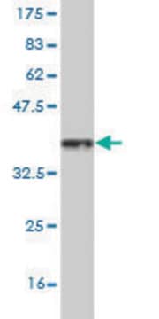 Monoclonal Anti-HSF4 antibody produced in mouse clone 3G3, purified immunoglobulin, buffered aqueous solution