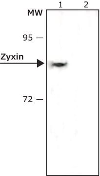 Anti-Zyxin antibody, Mouse monoclonal clone ZOL301, purified from hybridoma cell culture