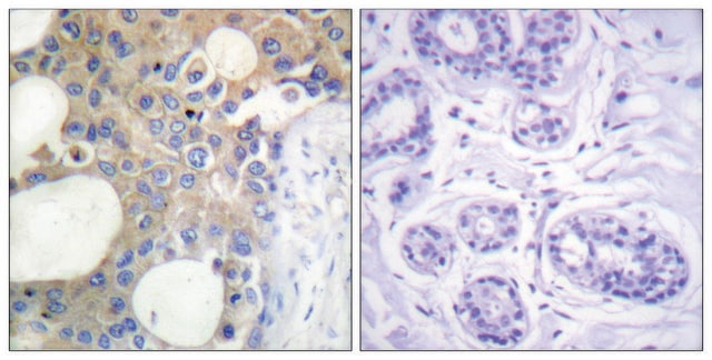 Anti-CD227 antibody produced in rabbit affinity isolated antibody