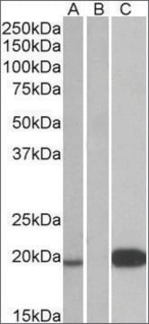 Anti-UCN3 antibody produced in goat affinity isolated antibody, buffered aqueous solution