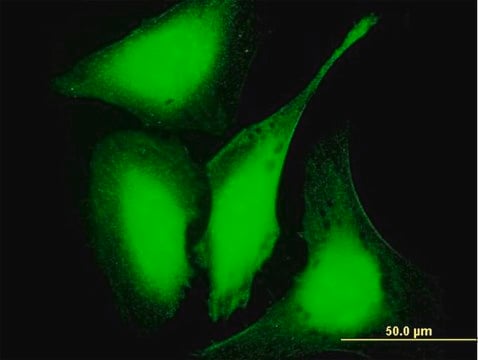 Anti-GAS2L3 antibody produced in mouse purified immunoglobulin, buffered aqueous solution