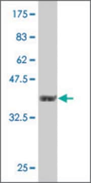 Monoclonal Anti-PJA1 antibody produced in mouse clone 3E10, purified immunoglobulin, buffered aqueous solution