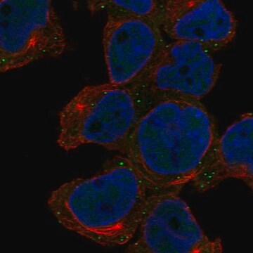 Anti-Armh1 Antibody Produced In Rabbit Prestige Antibodies&#174; Powered by Atlas Antibodies, affinity isolated antibody, buffered aqueous glycerol solution