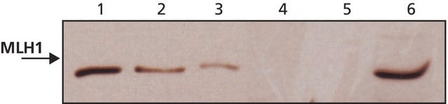 Jurkat cell lysate h2o2 | Sigma-Aldrich