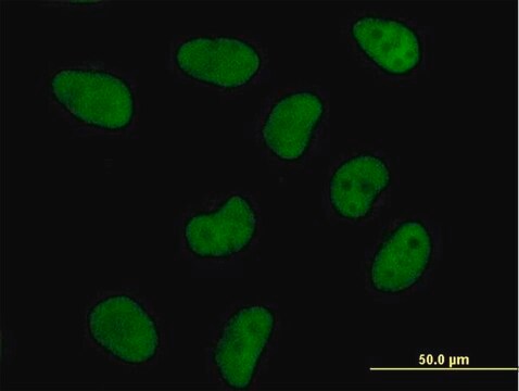 Anti-DFFA antibody produced in mouse purified immunoglobulin, buffered aqueous solution