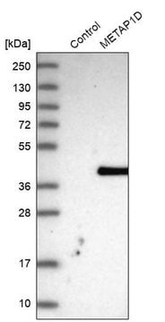 Anti-METAP1D antibody produced in rabbit Prestige Antibodies&#174; Powered by Atlas Antibodies, affinity isolated antibody, buffered aqueous glycerol solution