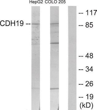 Anti-CDH19 antibody produced in rabbit affinity isolated antibody