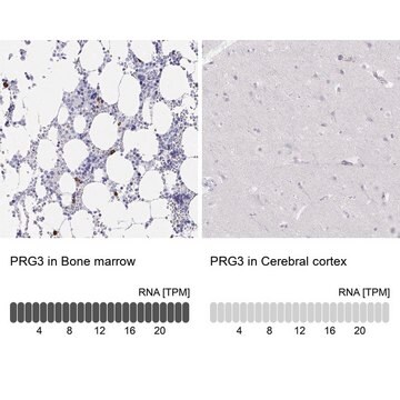 Anti-PRG3 antibody produced in rabbit Prestige Antibodies&#174; Powered by Atlas Antibodies, affinity isolated antibody, buffered aqueous glycerol solution