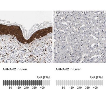 Anti-AHNAK2 antibody produced in rabbit Prestige Antibodies&#174; Powered by Atlas Antibodies, affinity isolated antibody, buffered aqueous glycerol solution