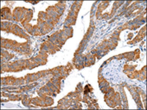 Anti-XKR4 affinity isolated antibody